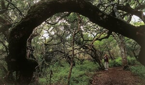 Platbos - Mt. Dyer, 6 July 2013
